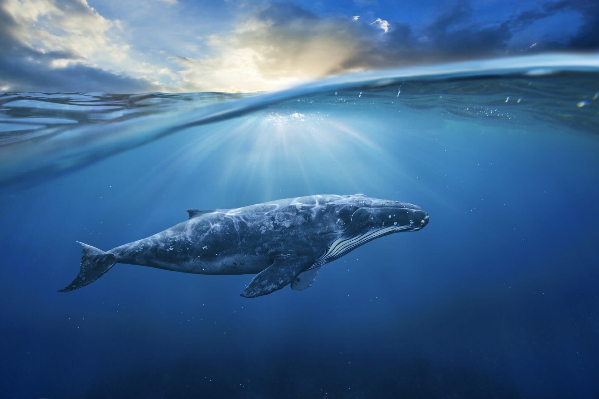 Große Whale beginnt mit dem Verkauf von $70 Millionen BTC